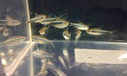 Black Neon Tetra ( grp of 5)