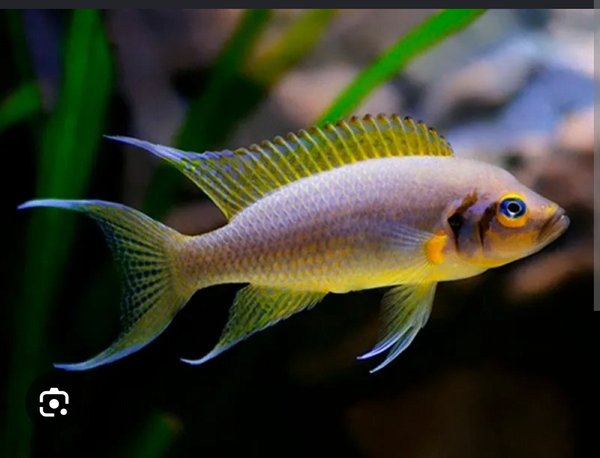 Bap submission Neolamprologus Pulcher.