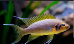Bap submission Neolamprologus Pulcher.