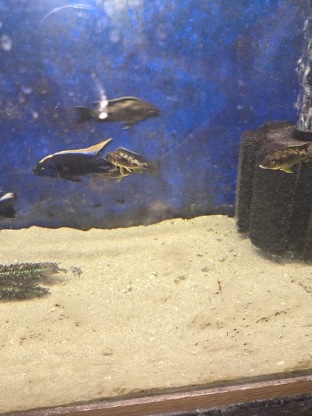 6 Otoph. Lithobates Black/Orange Dorsal