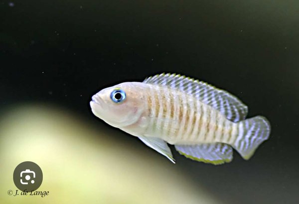Bap submission Neolamprologus multi.