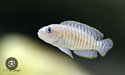 Bap submission Neolamprologus multi.