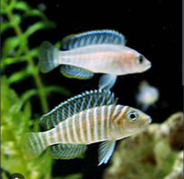 Bap submission Neolamprologus similis