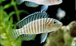 Bap submission Neolamprologus similis
