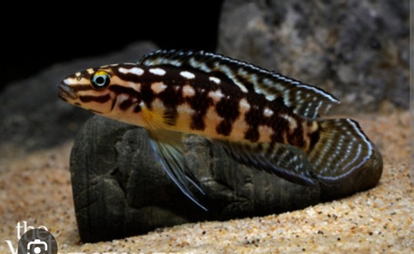 BAP submission 4 Julidachromis Marlieri