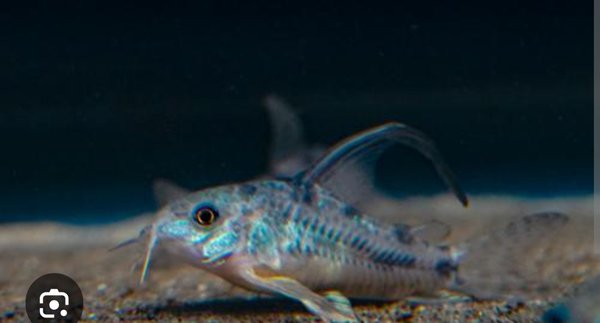 Bap submission corydoras Paleatus LF