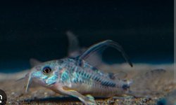 Bap submission corydoras Paleatus LF