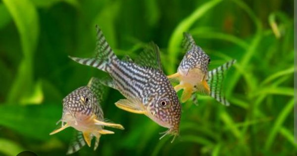 Bap submission Corydoras Sterbai