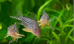 Bap submission Corydoras Sterbai