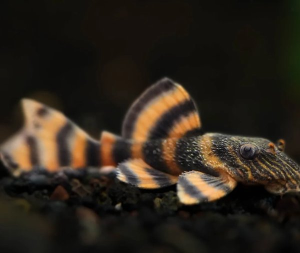 4 L 397 Alenquer Tiger Pleco