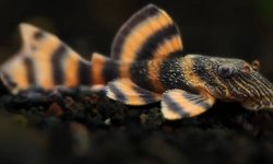 4 L 397 Alenquer Tiger Pleco