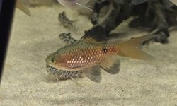 Long fin rosy barbs