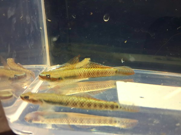 Stiphodon ornatus