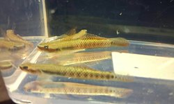 Rainbow Goby  (Grp of 3)