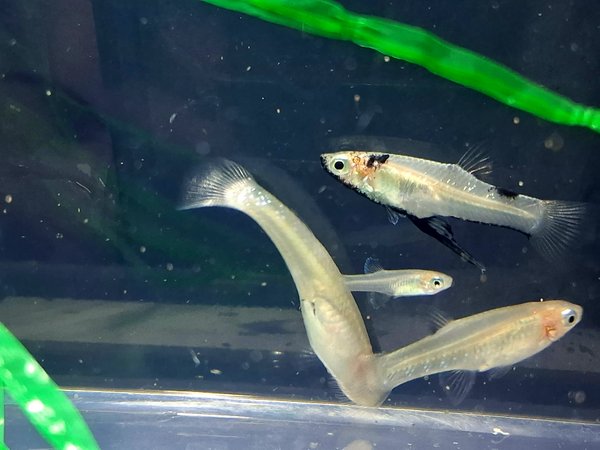 Metallic Livebearer (Black) (grp of 6)
