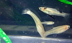 Metallic Livebearer (Black) (grp of 6)
