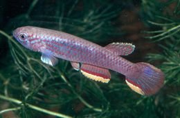 Aphyosemion calliurum "Bogongo"