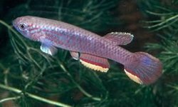Aphyosemion calliurum "Bogongo"