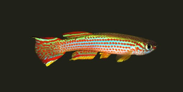 A Aphyosemion striatum from another lot