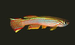Aphyosemion striatum