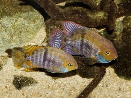 A Amatitlania sajica from another lot