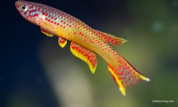 Aphyosemion sp. Obele CLC 2022