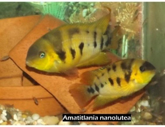Amatitlania nanolutea