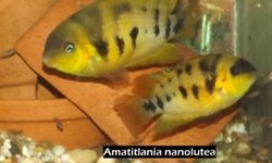 Amatitlania nanolutea