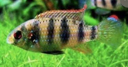African Butterfly Cichlids (fry)