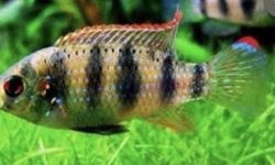 African Butterfly Cichlids (proven pair)