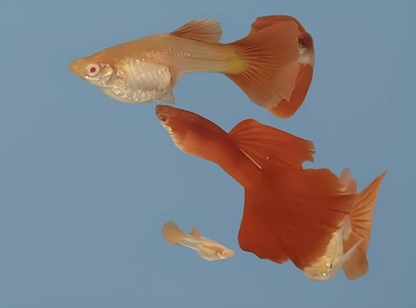 Pr Full red guppies