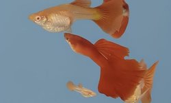 Pr Full red guppies