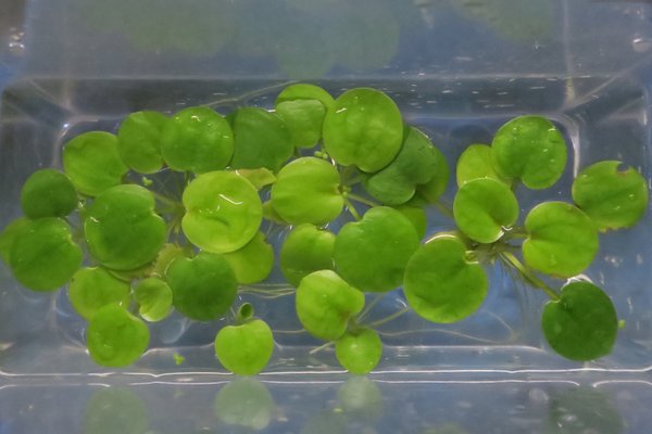 Amazon Frogbit (Limnobium laevigatum)