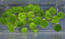 Amazon Frogbit (Limnobium laevigatum)