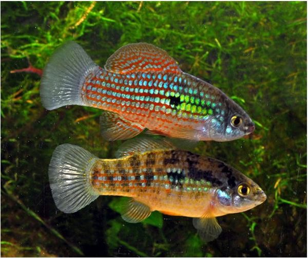 American Flagfish - BAP 4