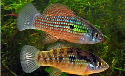 American Flagfish - BAP 4