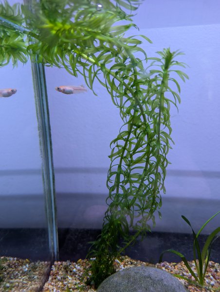 anacharis