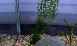 anacharis