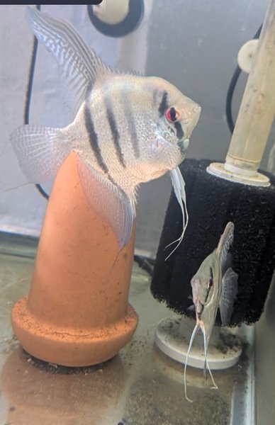 Parents of the Fry