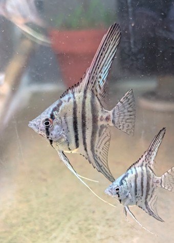 One of the standard zebra angels from the fry