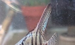 Photo 2 of Pterophyllum scalare - BAP