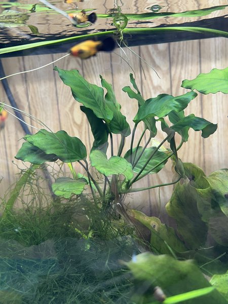 Anubias barteri var. nana (#1)