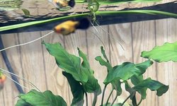 Anubias barteri var. nana (#1)