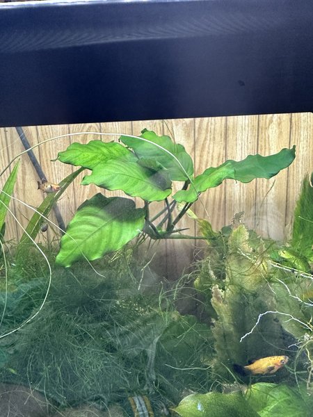 Anubias barteri var. nana (#2)