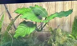 Anubias barteri var. nana (#2)
