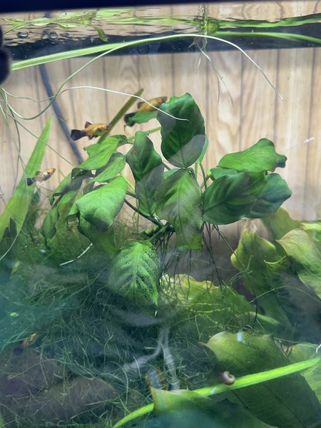 Anubias barteri var. nana (#3)