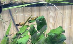 Anubias barteri var. nana (#3)