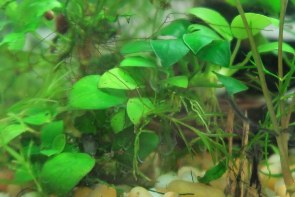 Anubias Barteri Nana(?)