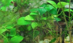 Anubias Barteri Nana(?)