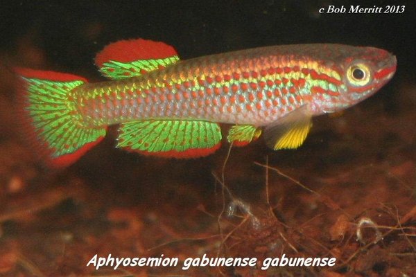 A Aphyosemion gabunense GBG 93-30 from another lot